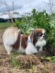 Kleiner Hund steht am Feldrand und blickt ins Feld.
Spaziergang, Tibetan Spaniel, Oktober, Herbst, blauer Himmel, Wolken, grün