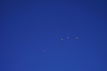 White objects on a blue background