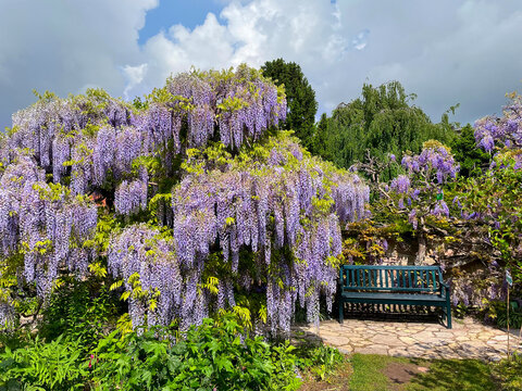 The great garden wisteria blossoms in bloom. Wisteria alley in blossom in a spring time. Germany, Weinheim, Hermannshof garden