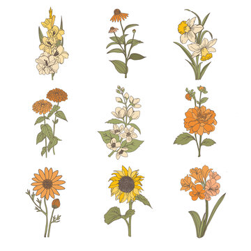 Autumn flower elements. hand-drawn set.gladiolus, daffodil, jasmine, zinnia, ursinia.