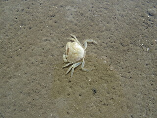 Krabbe