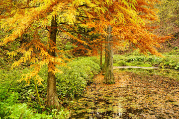 Swamp cypresses (Taxodium distichum) in autumn colors in a pond. Exotic forest in Weinheim, Baden-Wuerttemberg, Germany.