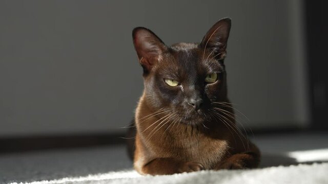 Brown burmese cat. Large cat looking in the camera.