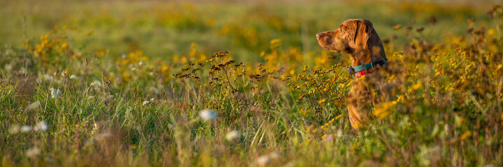 Beautiful male hungarian vizsla hunting dog outdoors portrait. Hunting dog stalking prey on a sunny...