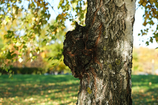 Chaga mushrooms (Inonotus obliquus)  parasitize on a birch trunk. Dried chaga slowing the aging process, lowering cholesterol, are rich in a wide variety of vitamins, minerals, and nutrients