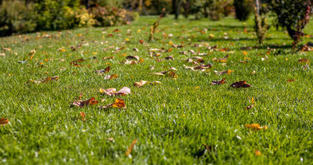 Green grass carpet with golden yellow leaves, in a public parc
beautiful autumn sunny day