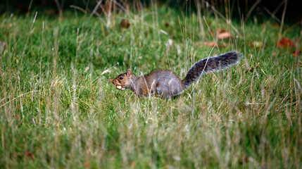 Fototapeta premium Grey squirrel collecting, storing and eating sweet chestnuts