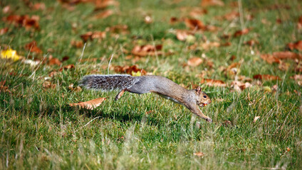 Grey squirrel collecting, storing and eating sweet chestnuts