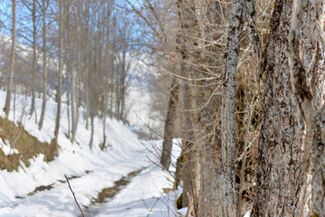 Fototapeta na wymiar close up on bark of tree trunk along a snowy hiking trail