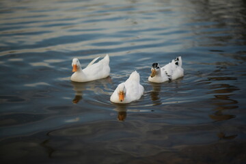 Fototapeta premium ducks in the water
