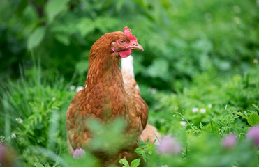 Brown young chicken in the garden walks on the grass.