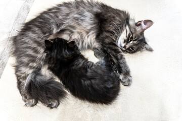 Fototapeta premium photo of a cat with a kitten of a beautiful gray variegated color