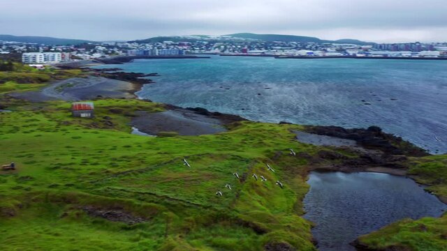 Seabirds Flying At The Coast In Gardabaer, Iceland Near Gardakirkjugardur Cemetery. aerial drone