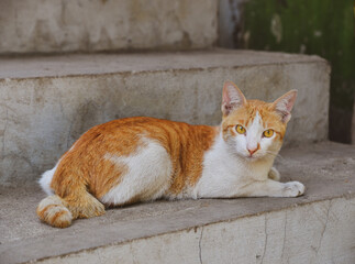 Cat lying on the porch