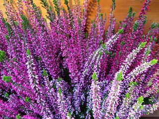 Colorful blossoming of heather. Calluna vulgaris.