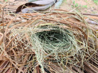 A bird's nest made of straw and eggs in a blurry nest.