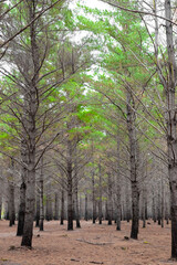 Rows of trees in a Pine Forest Plantation.