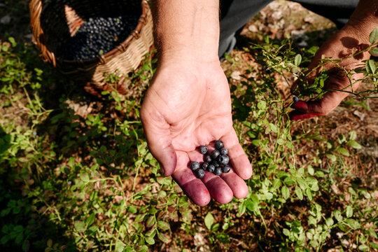 Man removing blueberries from plant
