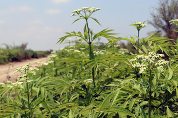 green path in a farm near a lake