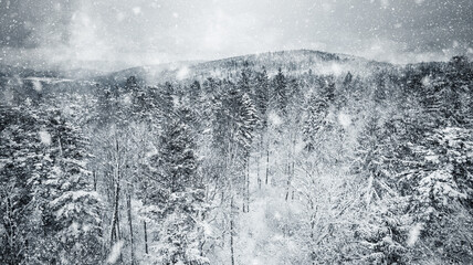 Ambiance froide et hivernale en forêt - 462153221