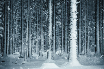 Ambiance froide et hivernale en forêt