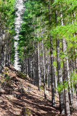 Rows of trees in a Pine Forest Plantation.