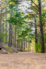 Dirt track through a Pine Forest Plantationin
