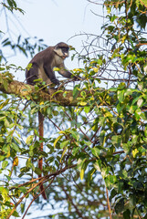 Red-tailed Monkey - Cercopithecus ascanius, rare shy monkey from African forests, Budongo forest, Uganda.