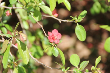 枝先に咲いている小さな赤い花