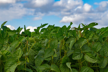 Close up of a soybean field