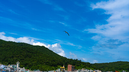 기장 대변 바다 갈매기