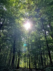 Strahlender Sonnenschein schimmert durch die Bäume