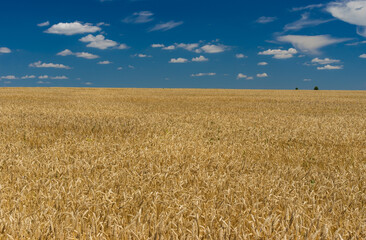 Classic agricultural summer landscape with ripe wheat field near Dnipro city in  central Ukraine