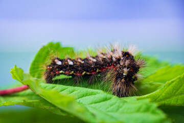 Grass moth, acronicta rumicis larvae, caterpillar climbing on leaves. Macro animal