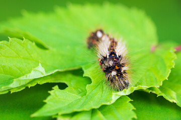 Grass moth, acronicta rumicis larvae, caterpillar climbing on leaves. Macro animal