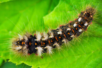 Top view grass moth, acronicta rumicis larvae, caterpillar climbing on leaves. Macro animal