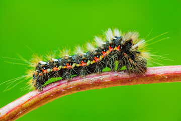 Grass moth, acronicta rumicis larvae, caterpillar climbing on stem with green background from side. Macro animal