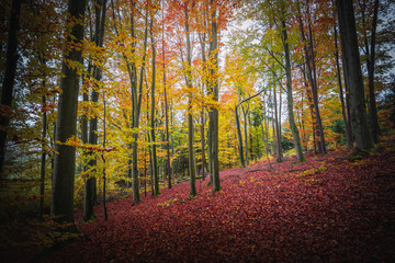 Fototapeta premium Colorful leaves in the nature and autumn landscape from Bavaria and the Bavarian Forest.