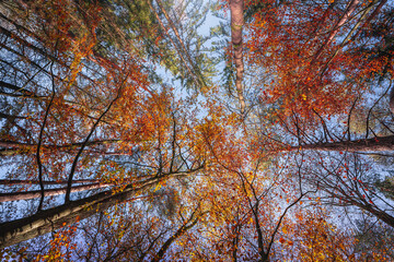Colorful leaves in the nature and autumn landscape from Bavaria and the Bavarian Forest.