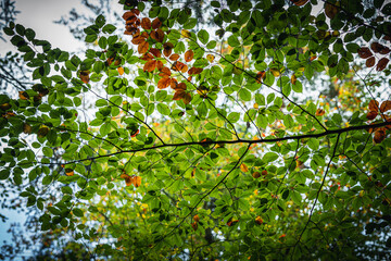 Colorful leaves in the nature and autumn landscape from Bavaria and the Bavarian Forest.