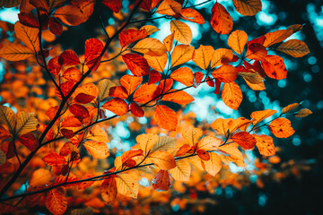 Colorful leaves in the nature and autumn landscape from Bavaria and the Bavarian Forest.