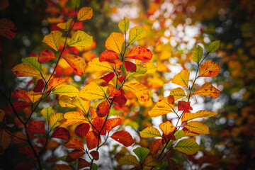 Fototapeta premium Colorful leaves in the nature and autumn landscape from Bavaria and the Bavarian Forest.