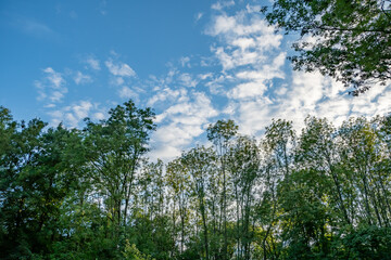 beautiful summer view of green trees in the park
