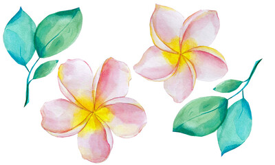 Tropical flowers and leaves painted in watercolor are isolated on a white background.