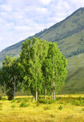 Fototapeta na wymiar Birch trees in the Altai mountains