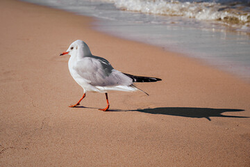 Seemöwe am Strand vom Ostseebad Kühlungsborn