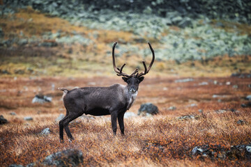 A beautiful and graceful reindeer stands in a field with dry grass. Harsh climatic zone and its...