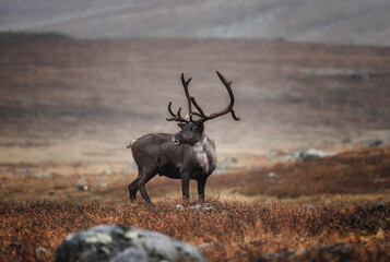 A furry reindeer stands in the middle of the red steppe. Arid, cold climate. A beautiful wild...
