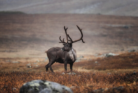 A furry reindeer stands in the middle of the red steppe. Arid, cold climate. A beautiful wild animal.