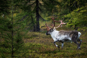 A large reindeer with beautiful antlers walks through the coniferous forest. Wild animal life. An...